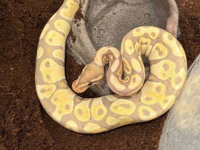 Ball Python