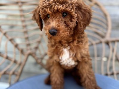 Adorable Mini Goldendoodle