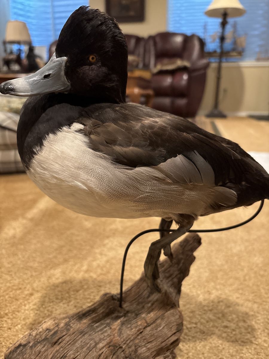 Taxidermy Ringneck Duck Mount - Realistic Waterfowl Display on Wood Base