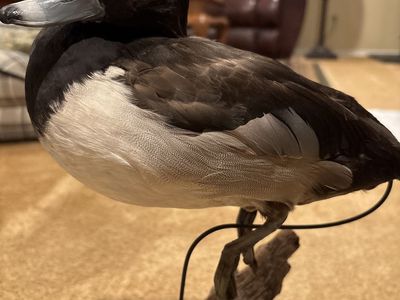 Taxidermy Ringneck Duck Mount - Realistic Waterfowl Display on Wood Base