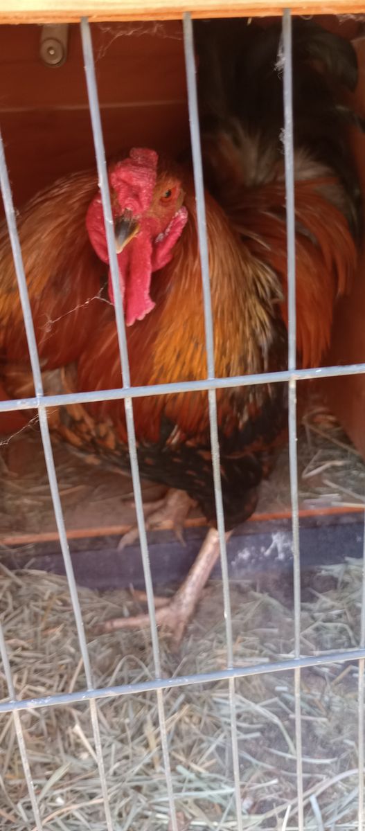 Free Rooster