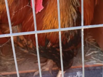 Free Rooster