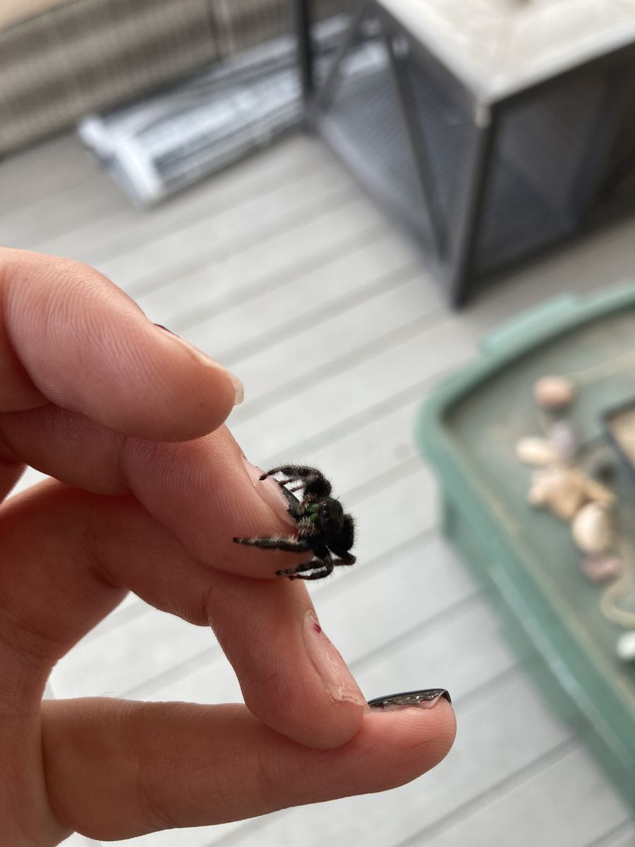 Baby jumping spiders