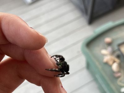 Baby jumping spiders