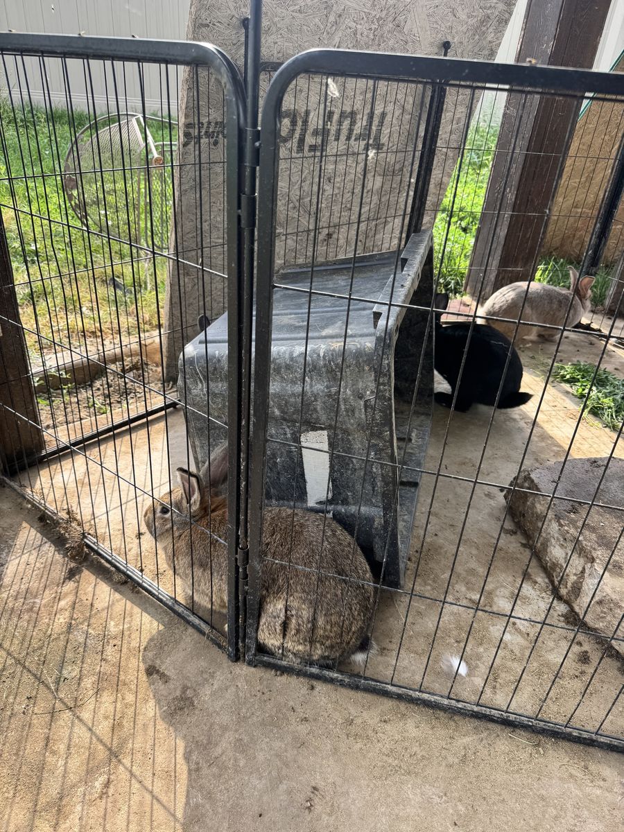 Mature New Zealand Rabbits