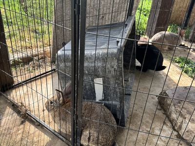 Mature New Zealand Rabbits