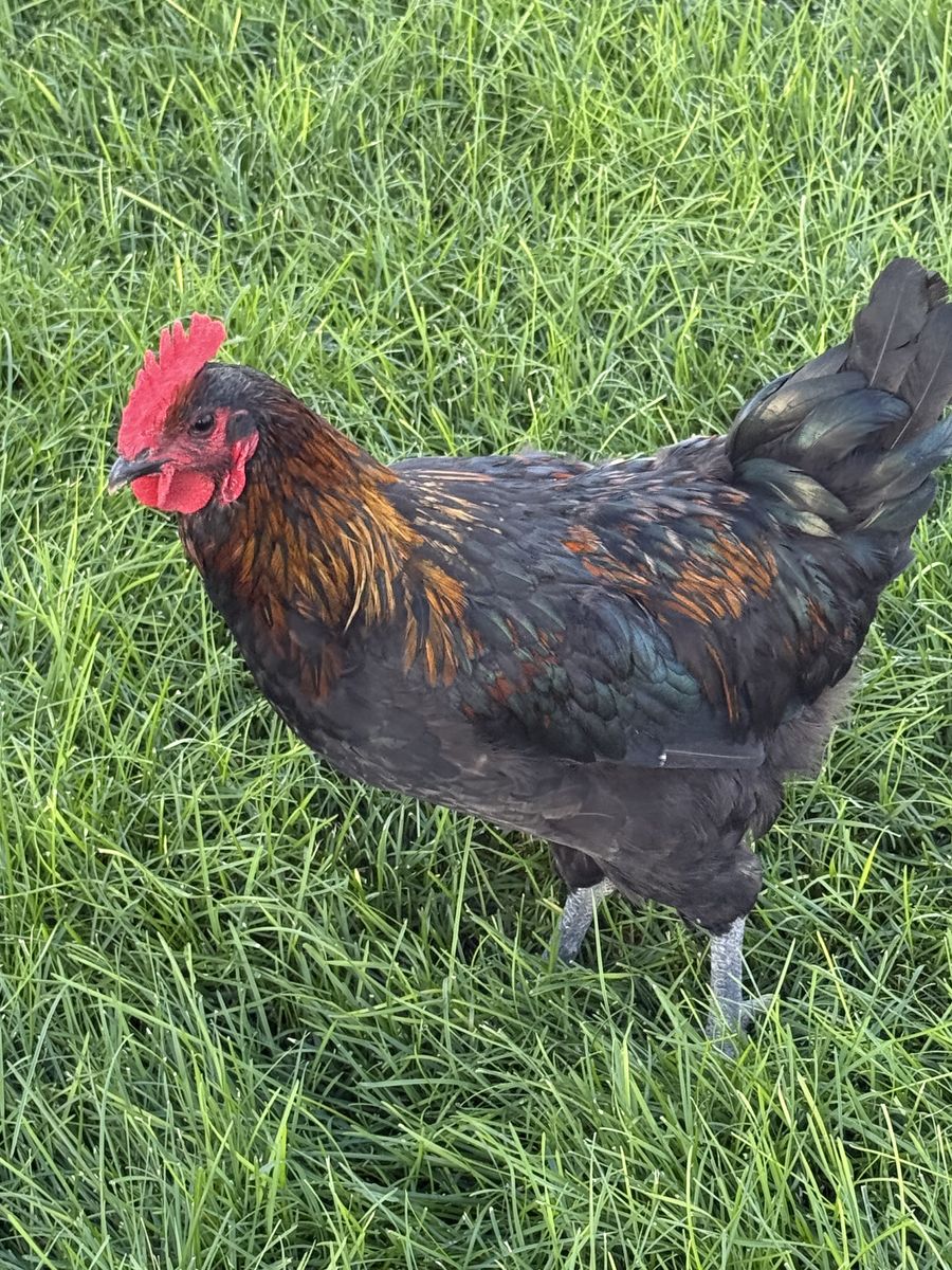 Copper Maran Rooster - Healthy & Vibrant Poultry for Your Flock