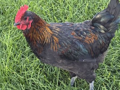 Copper Maran Rooster - Healthy & Vibrant Poultry for Your Flock