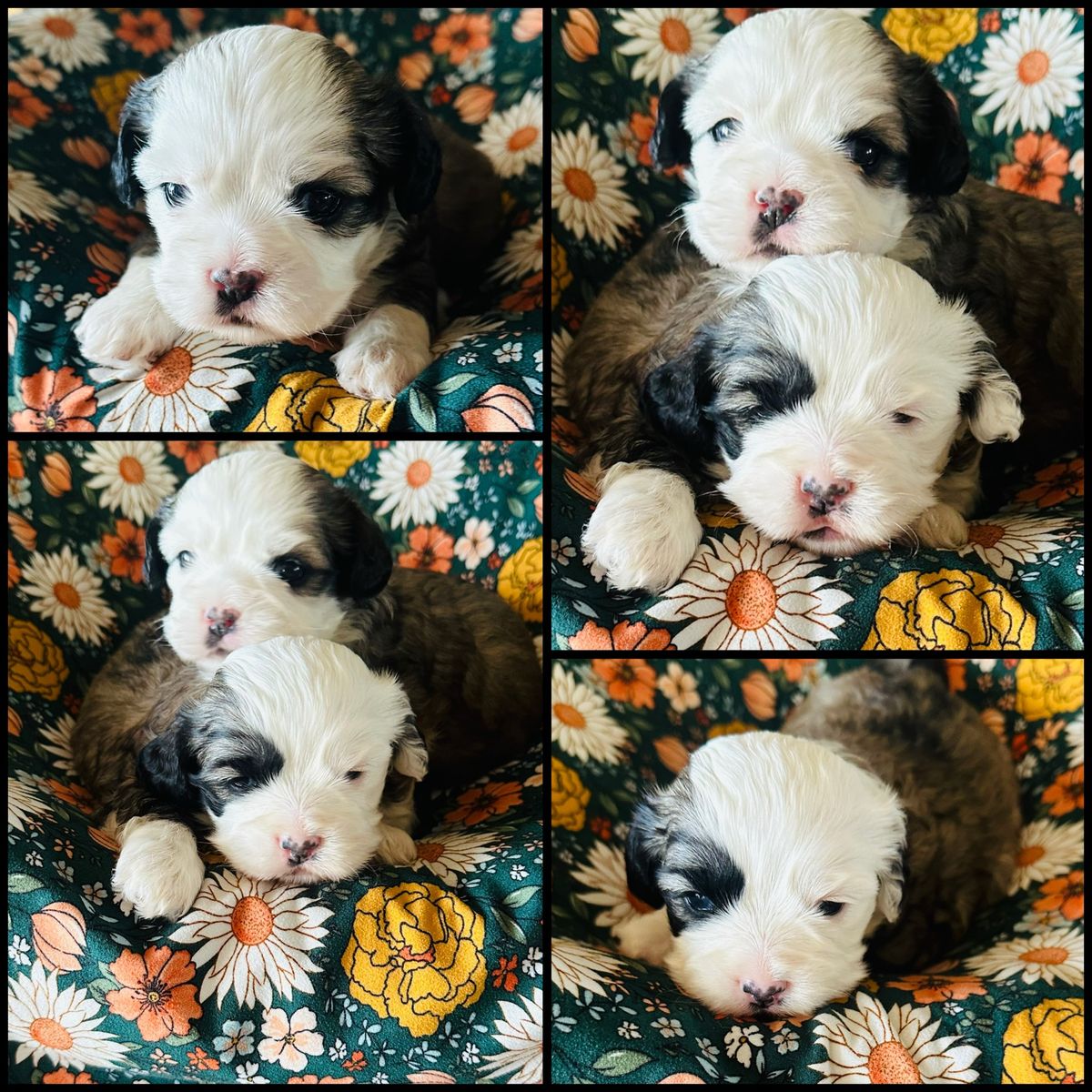 Cocker Spaniel–Shih Tzu