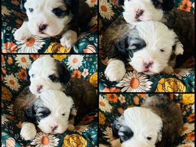 Cocker Spaniel–Shih Tzu