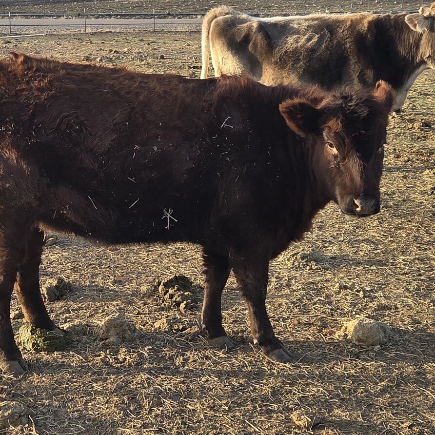 Red Angus  Heifer