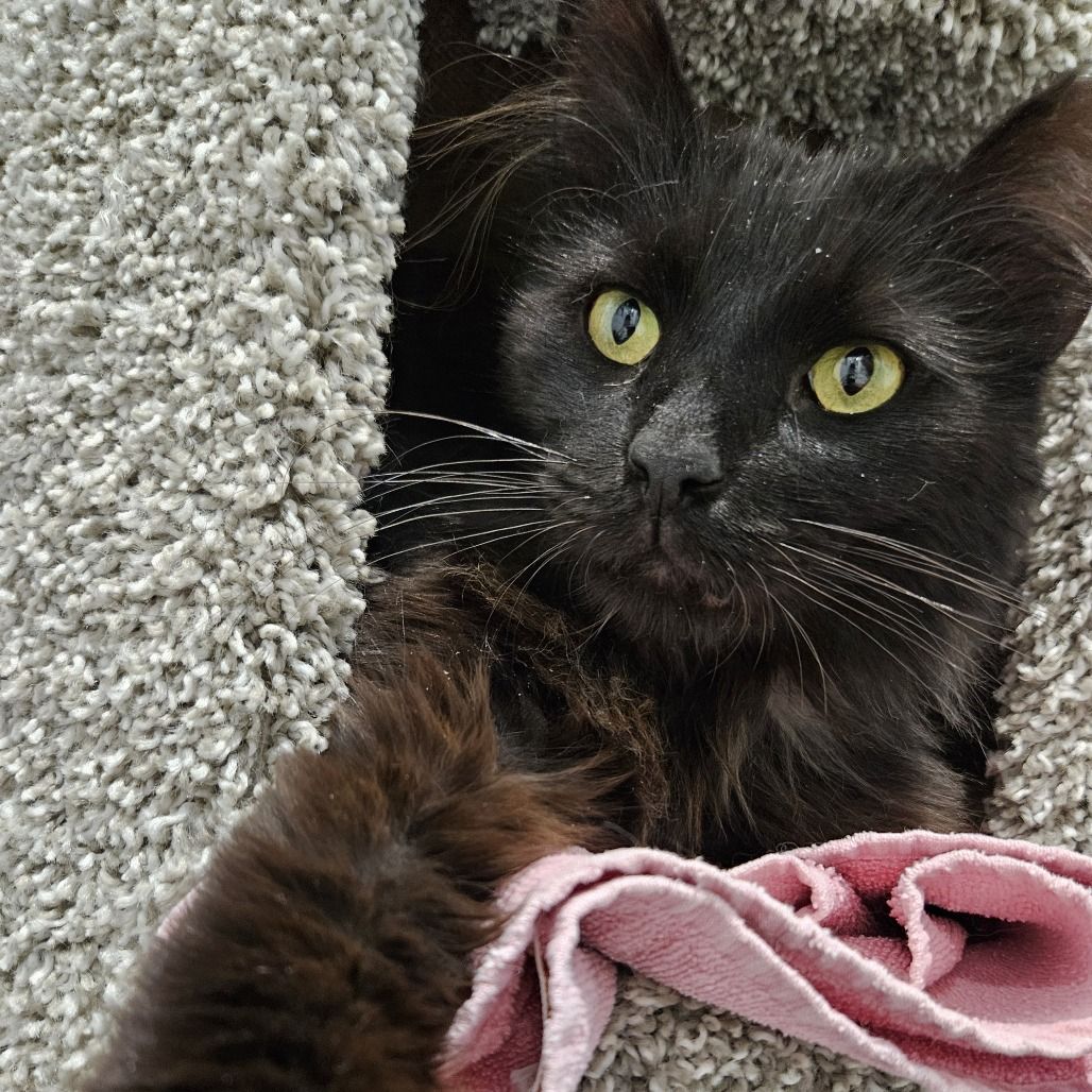 Hello my name is Coal