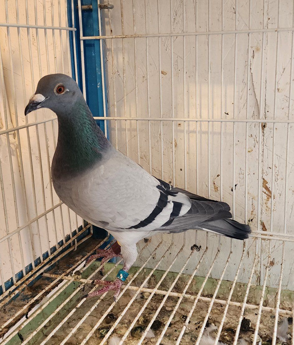 Homing Pigeons