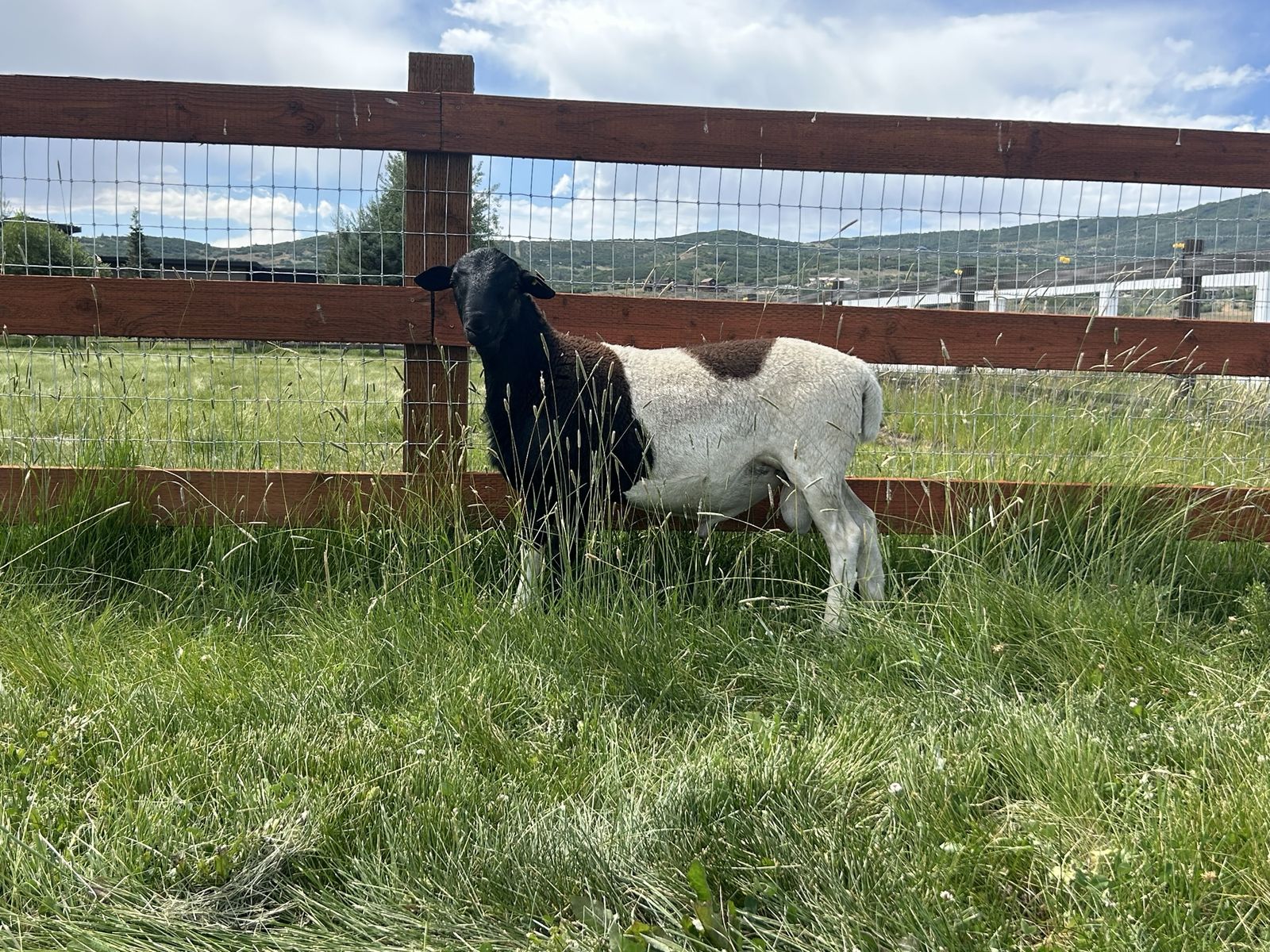 Dorper katahdin sheep mix (intact) ram