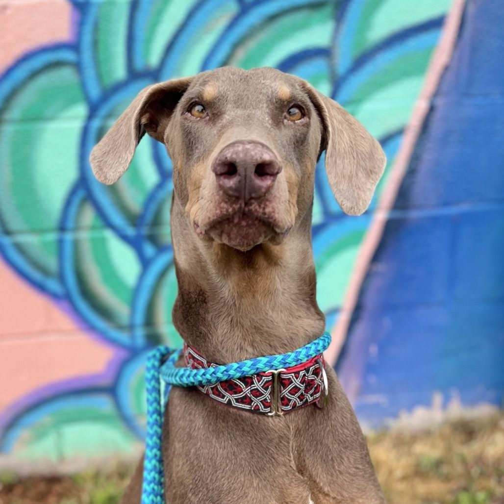 Hello my name is Ketchup