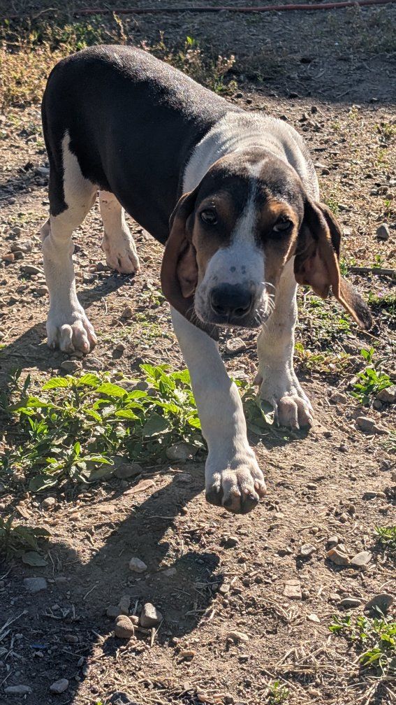 UKC Registered Walker  Male Hound Puppy