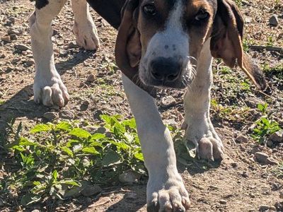 UKC Registered Walker Male Hound Puppy
