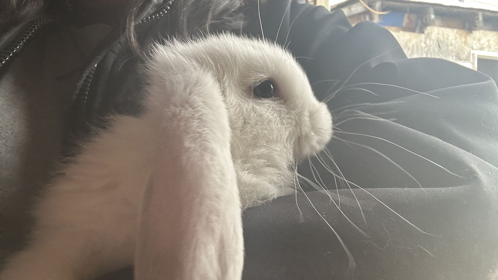 French lops baby rabbits
