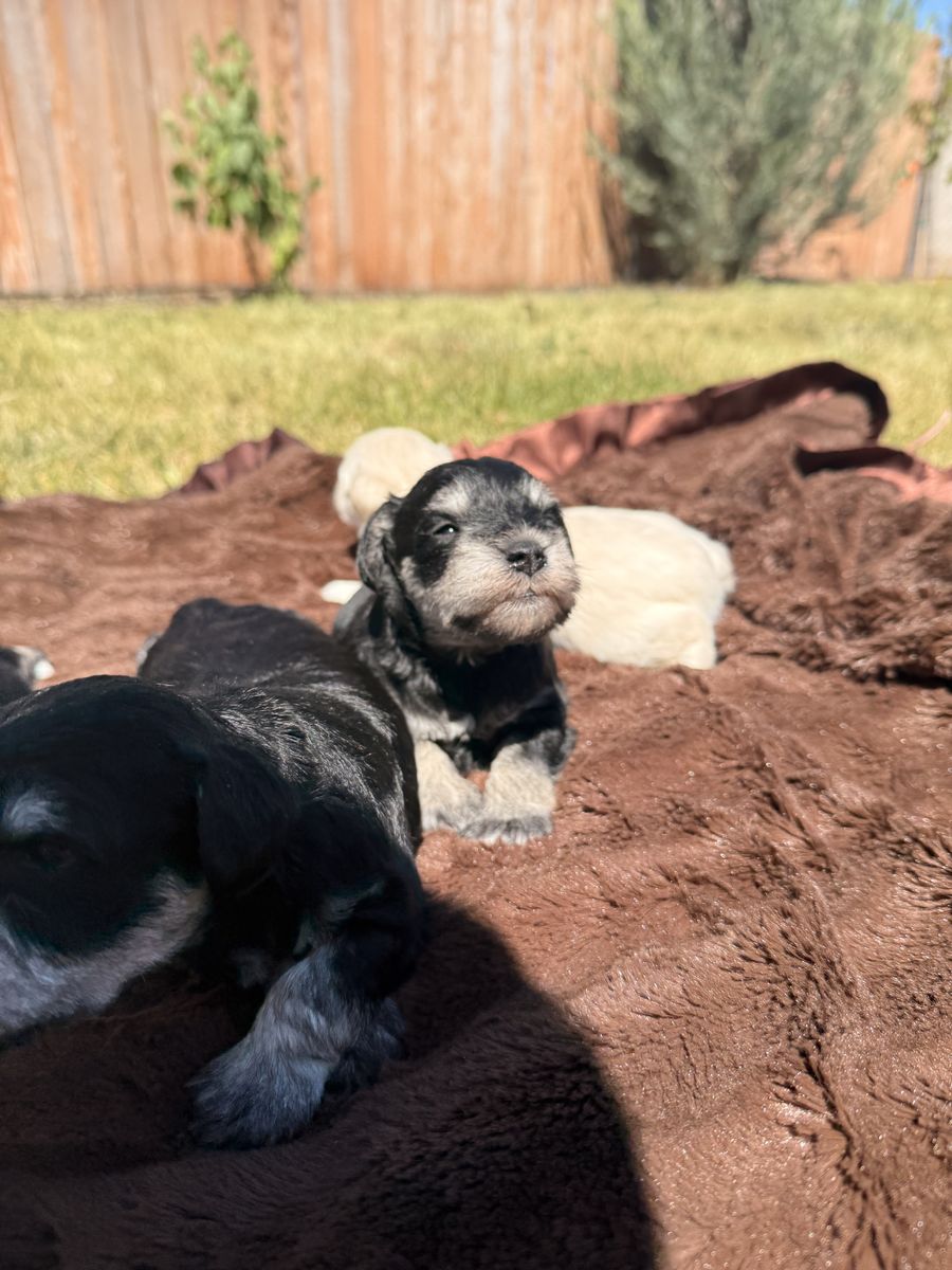 AKC Registered Miniature Schnauzer Puppies