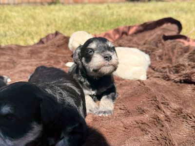 AKC Registered Miniature Schnauzer Puppies