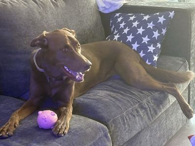Chewy - Chocolate Lab