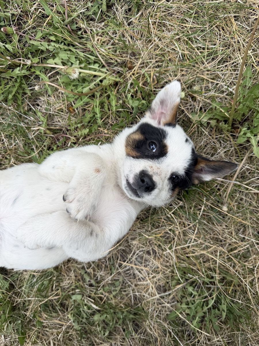 Blue Heeler Puppies