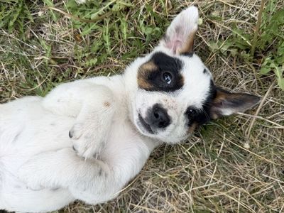 Blue Heeler Puppies