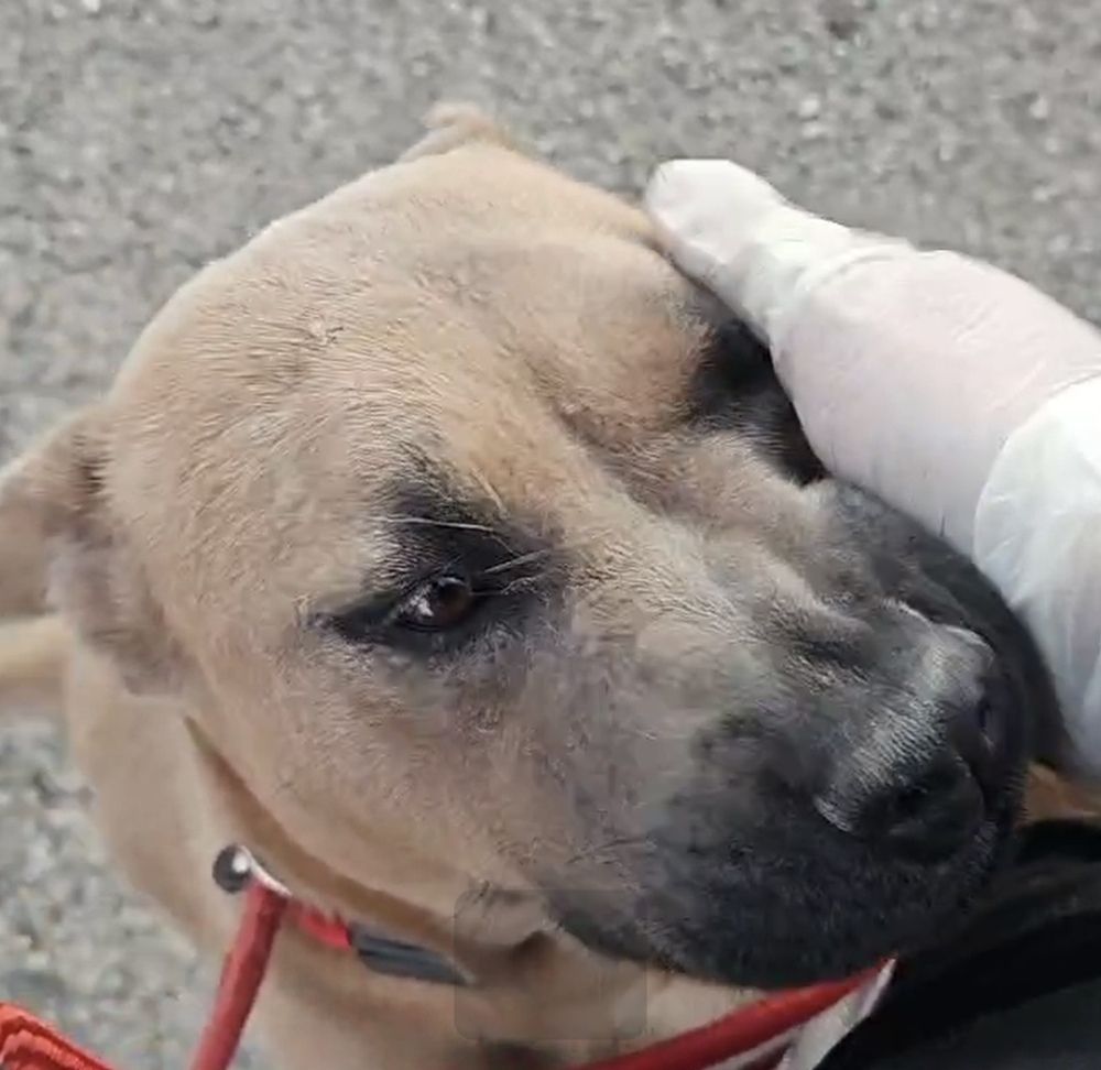 Alabama 4 year old Shar Pei  Chow Mix