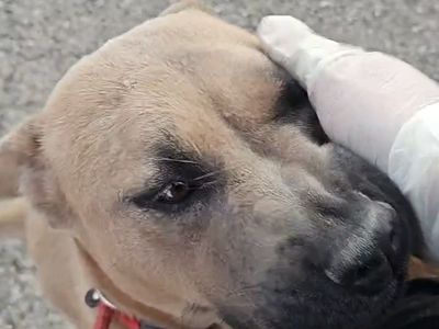 Alabama 4 year old Shar Pei Chow Mix