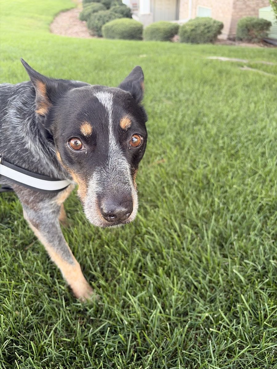 abandoned cattle dog