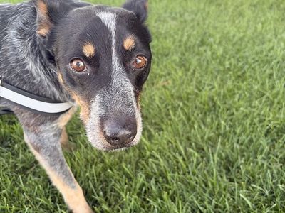 abandoned cattle dog