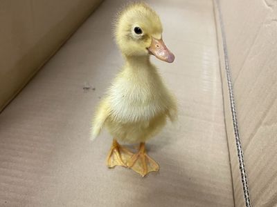 Fawn and White Indian Runner Ducklings