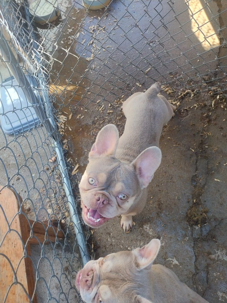 Lilac Tan French Bulldog
