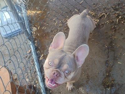 Lilac Tan French Bulldog