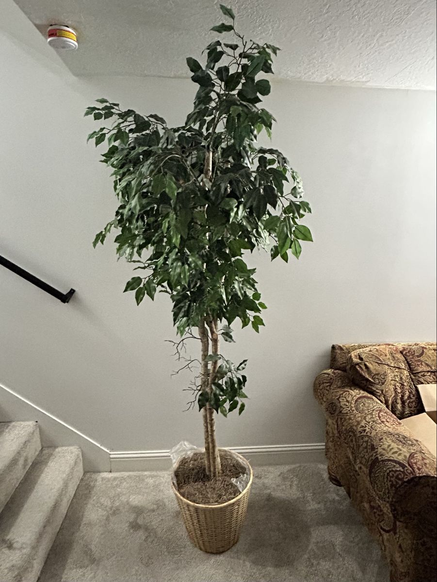 Artificial Ficus Tree in Wicker Basket - Realistic Faux Plant Decor