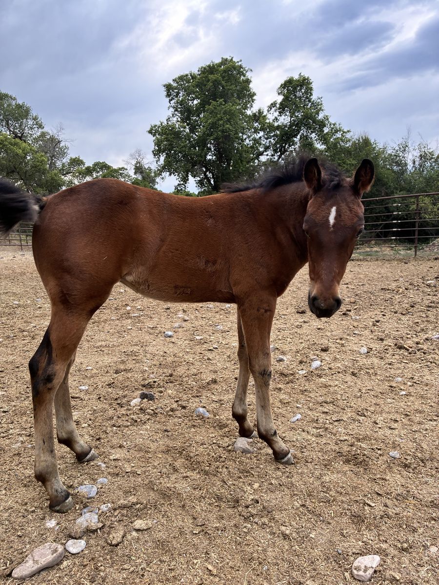 Aqha filly from SDP buffalo mare