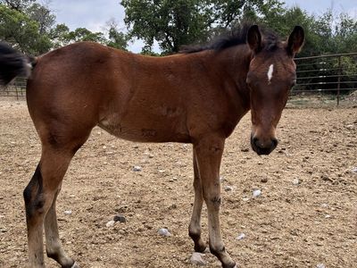 Aqha filly from SDP buffalo mare