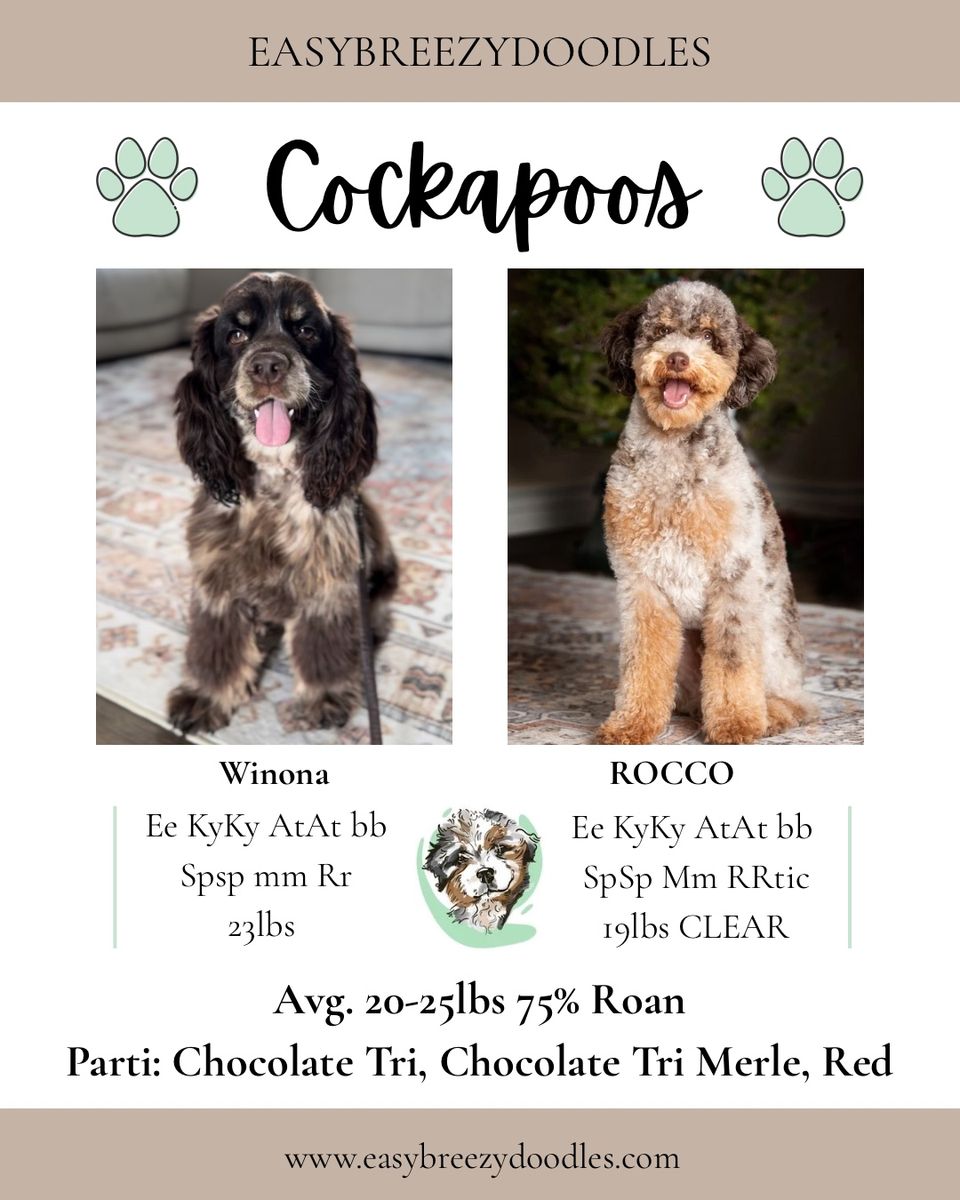 Roan Merle Cockapoos (coming soon!)