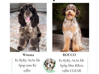 Roan Merle Cockapoos (coming soon!)