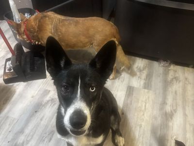8 month old Husky