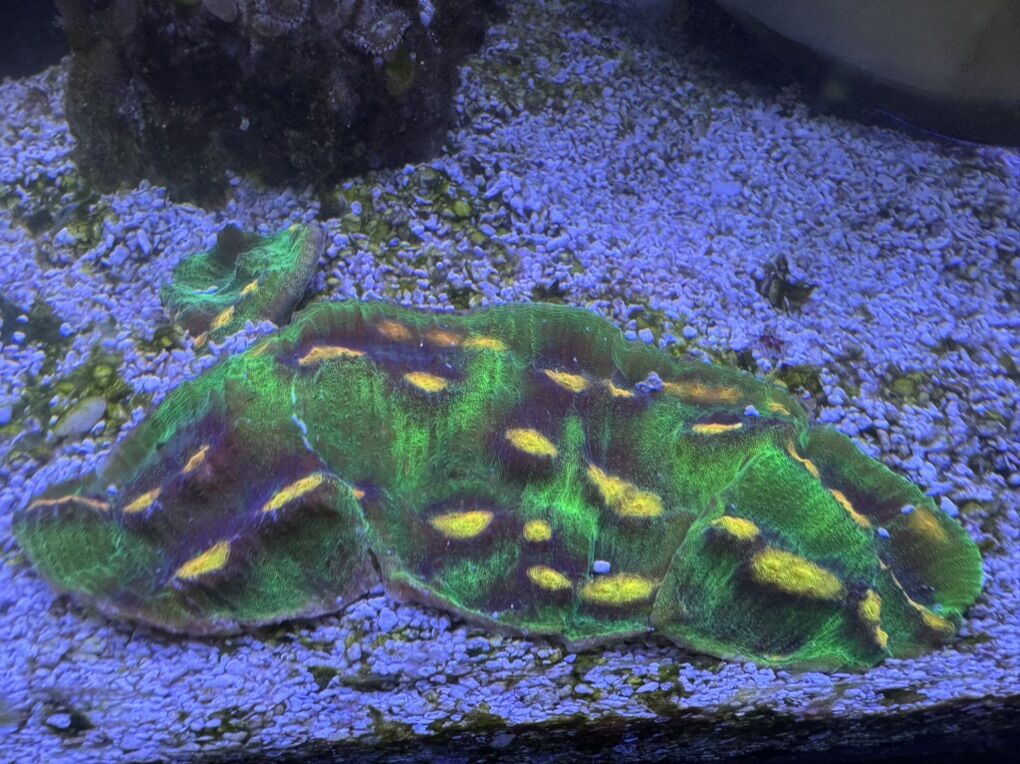 Space Invader Chalice Coral