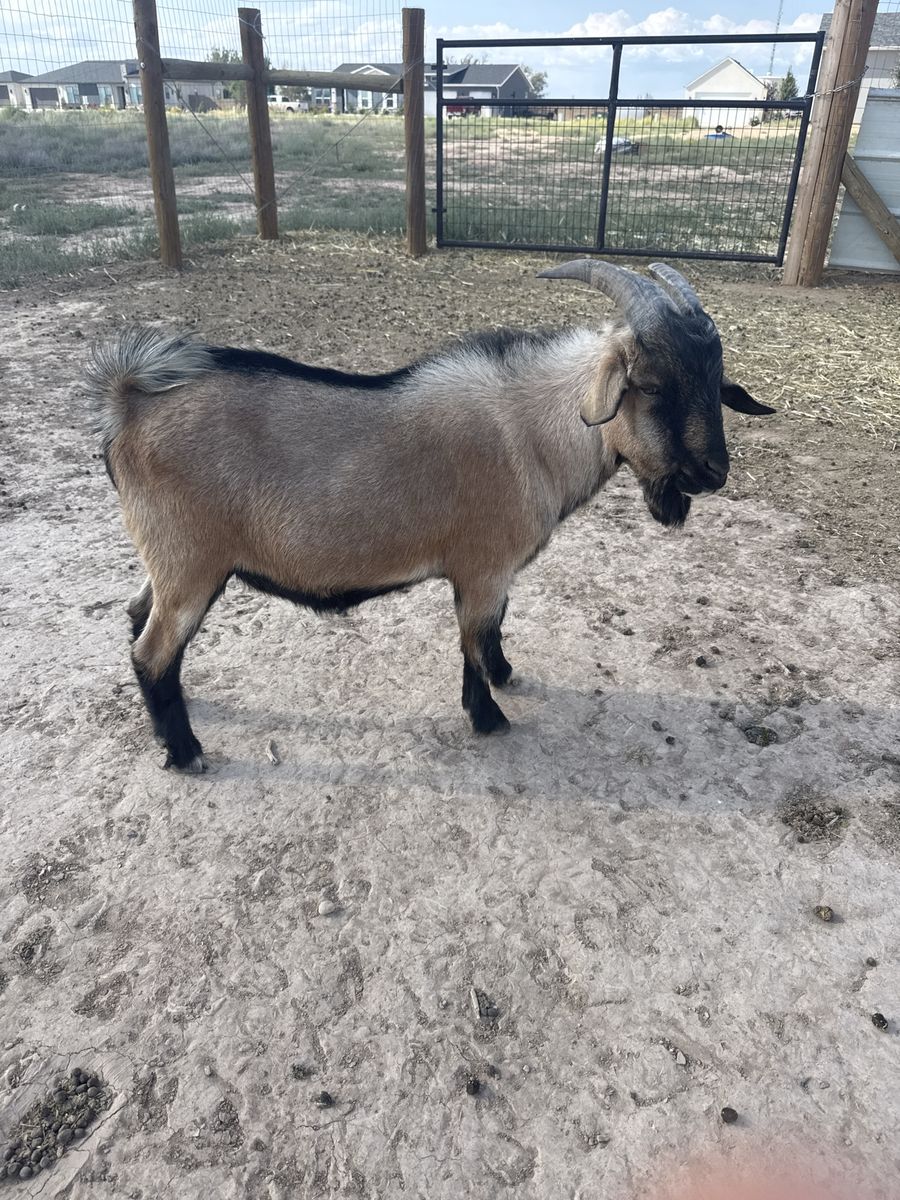 Nigerian dwarf goat