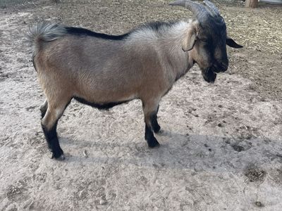 Nigerian dwarf goat