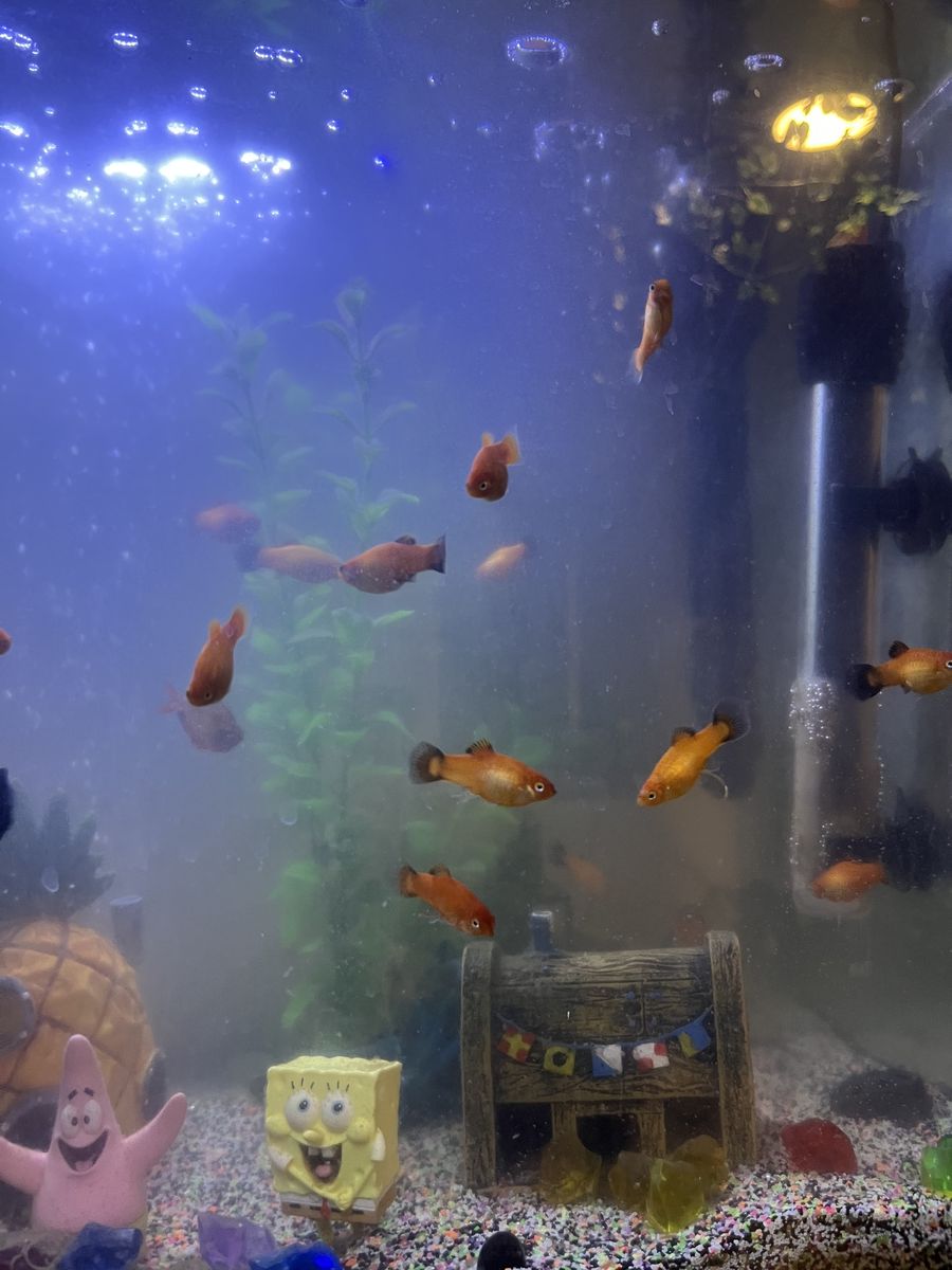 Fish Mother Desperately Seeking New Home for Young Saffron Mollies