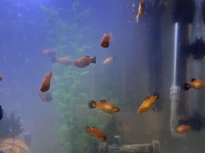 Fish Mother Desperately Seeking New Home for Young Saffron Mollies