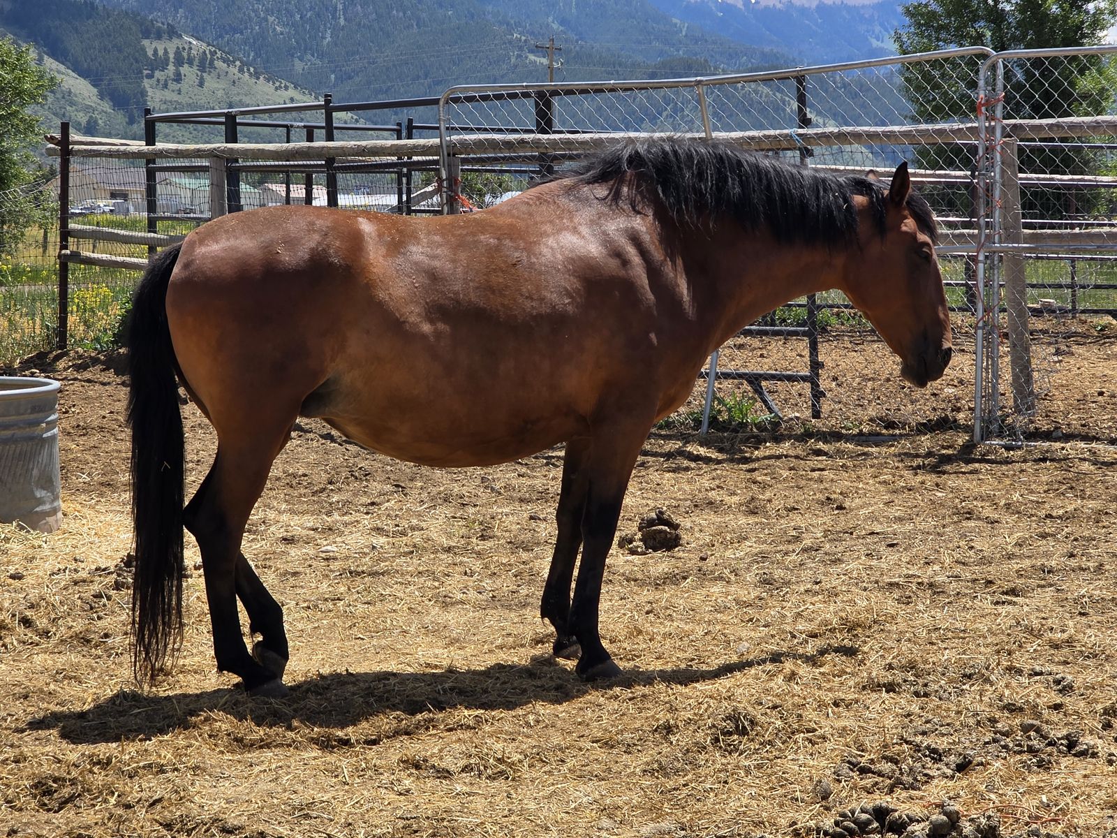 12 year old Andalusian mare