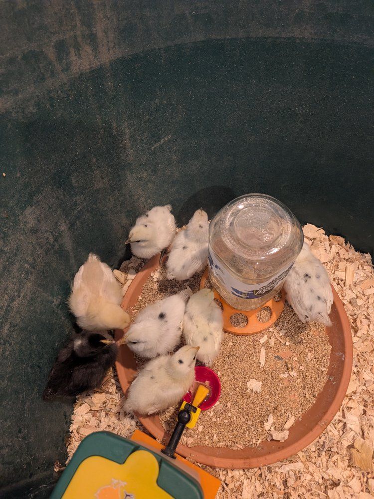 Baby Chicks - Zombie Rooster X Ayam Cemani or Ameraucana Mixes