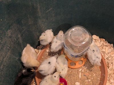 Baby Chicks - Zombie Rooster X Ayam Cemani or Ameraucana Mixes