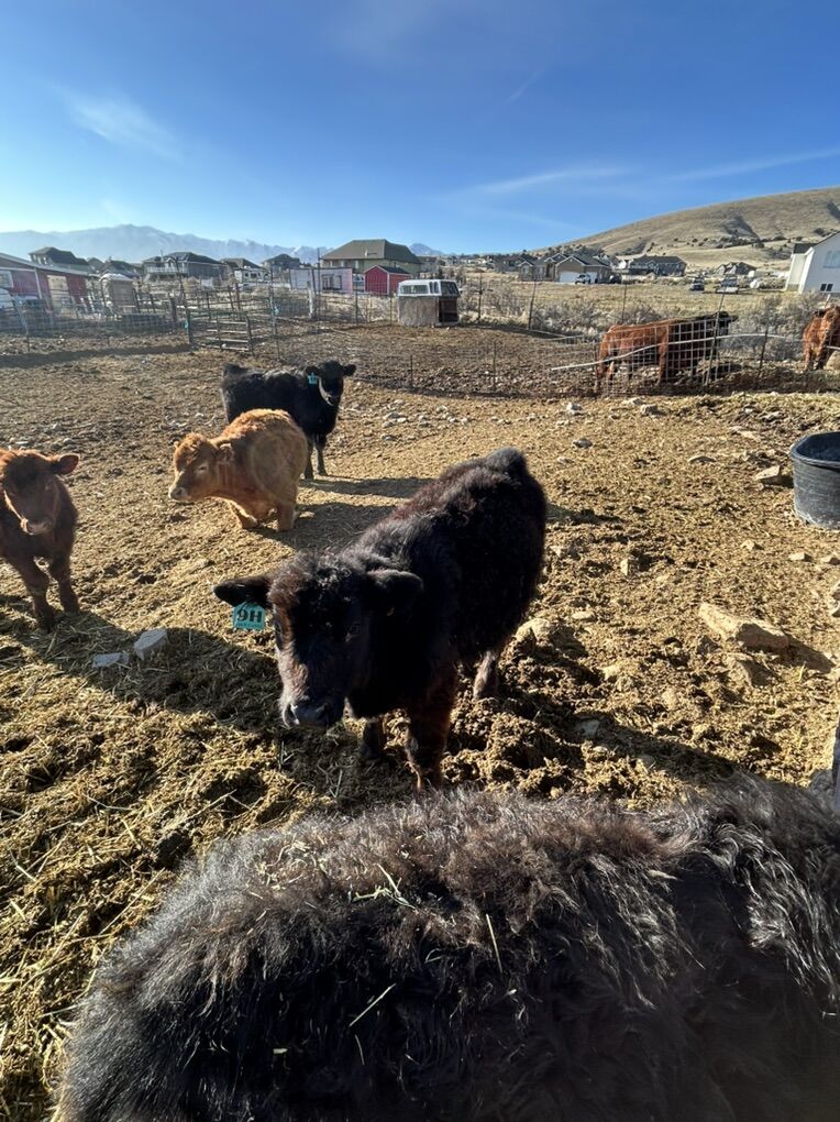 Angus / Wagyu Cross Heifer