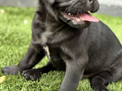 Adorable Pug Puppy for Sale - Male/Female - Ready for New Home!